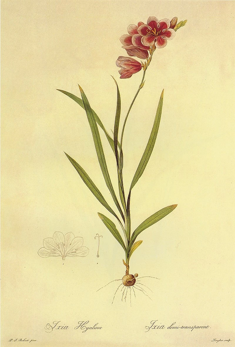 Tritonia squalida
